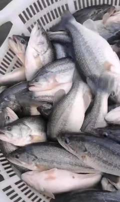 稻田养鲈新思路 2万条加州鲈零死亡，收购价达12.5元/斤的生态致富经