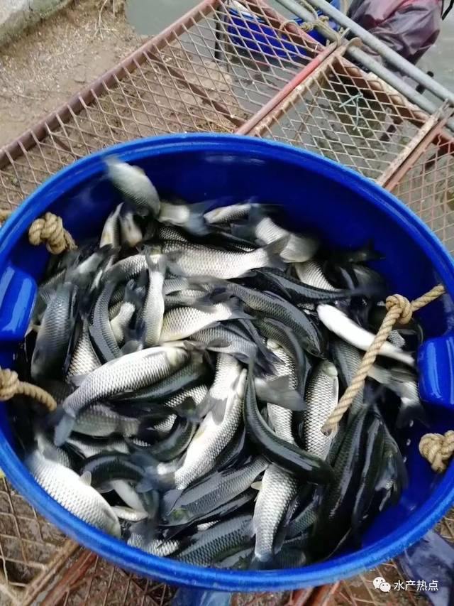 普涨0.2元/斤！草鱼的春天来了，还是回光返照？