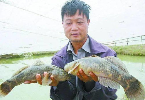 从10元到24元 水产品价格飙升背后的市场逻辑与养殖户的抉择