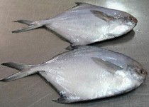 水产品深加工招商 抓住蓝色经济机遇，共创财富未来